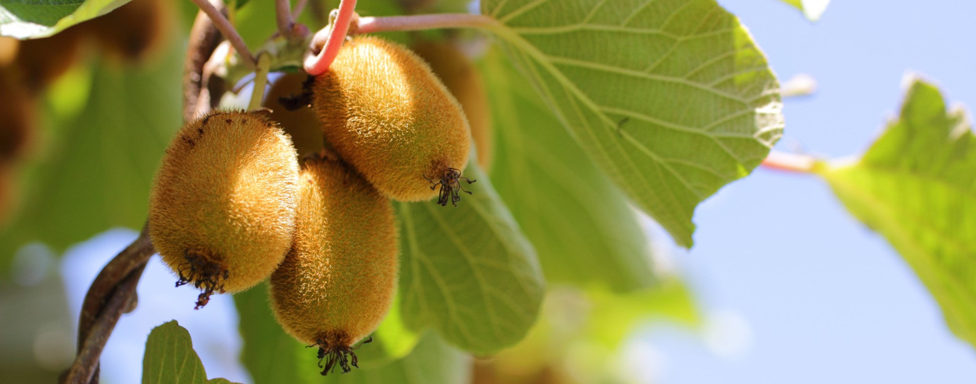 Kiwi